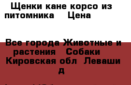 Щенки кане корсо из  питомника! › Цена ­ 65 000 - Все города Животные и растения » Собаки   . Кировская обл.,Леваши д.